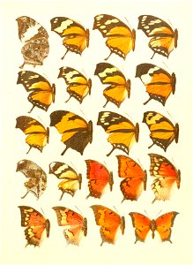 Macrolepidoptera15seit 0255