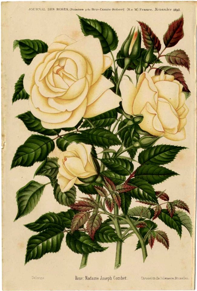 Madame Joseph Combet