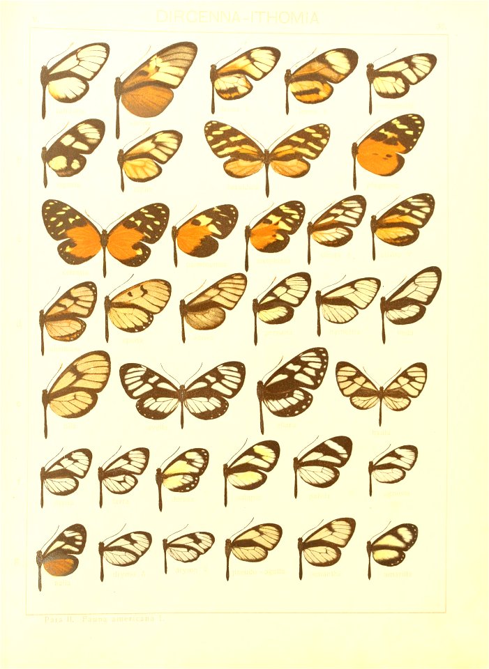 Macrolepidoptera15seit 0083