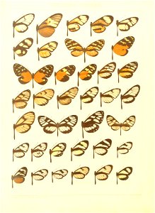 Macrolepidoptera15seit 0083