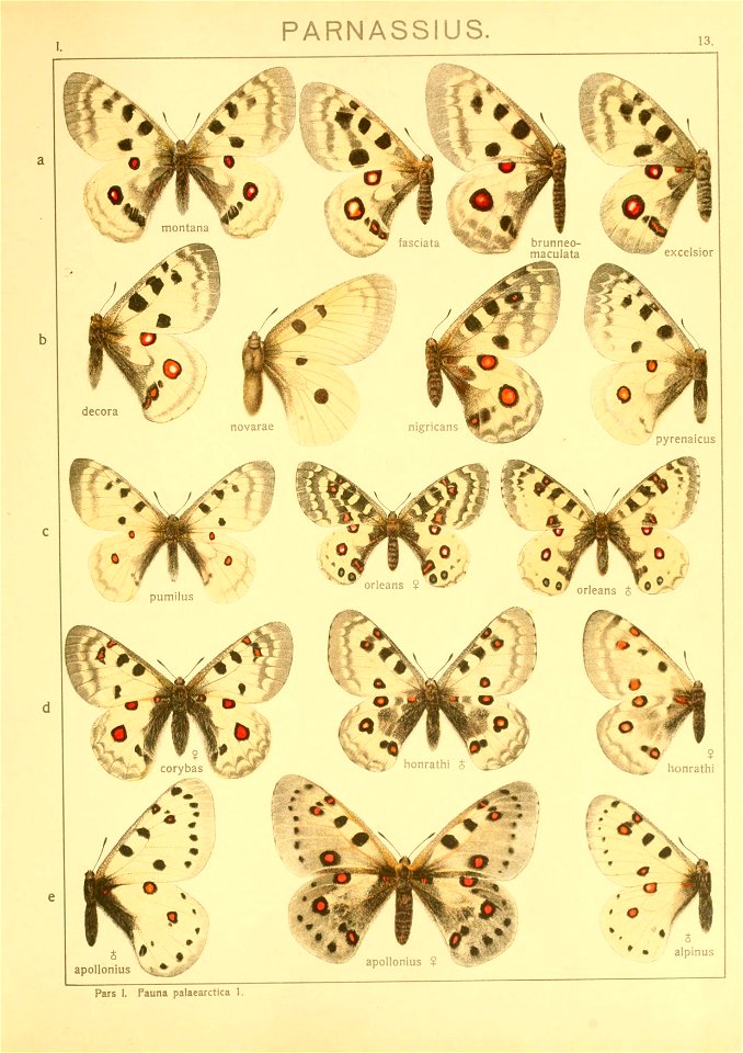 Macrolepidoptera01seitz 0033