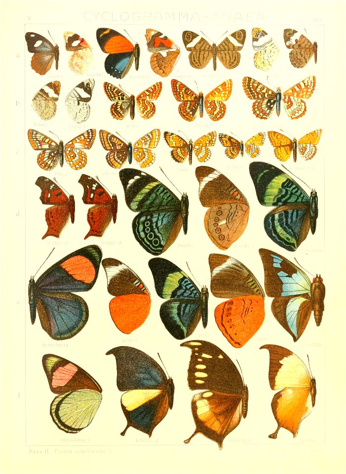 Macrolepidoptera15seit 0223