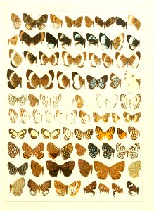 Macrolepidoptera15seit 0279