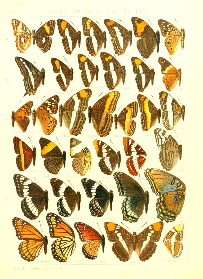 Macrolepidoptera15seit 0235