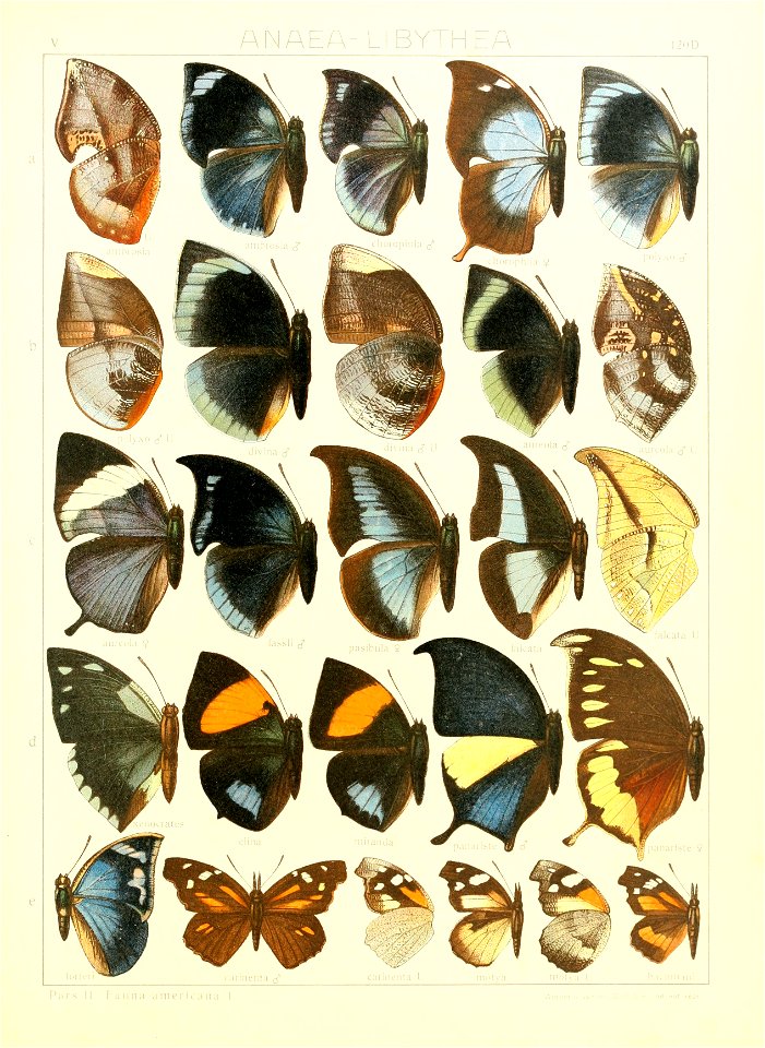 Macrolepidoptera15seit 0267