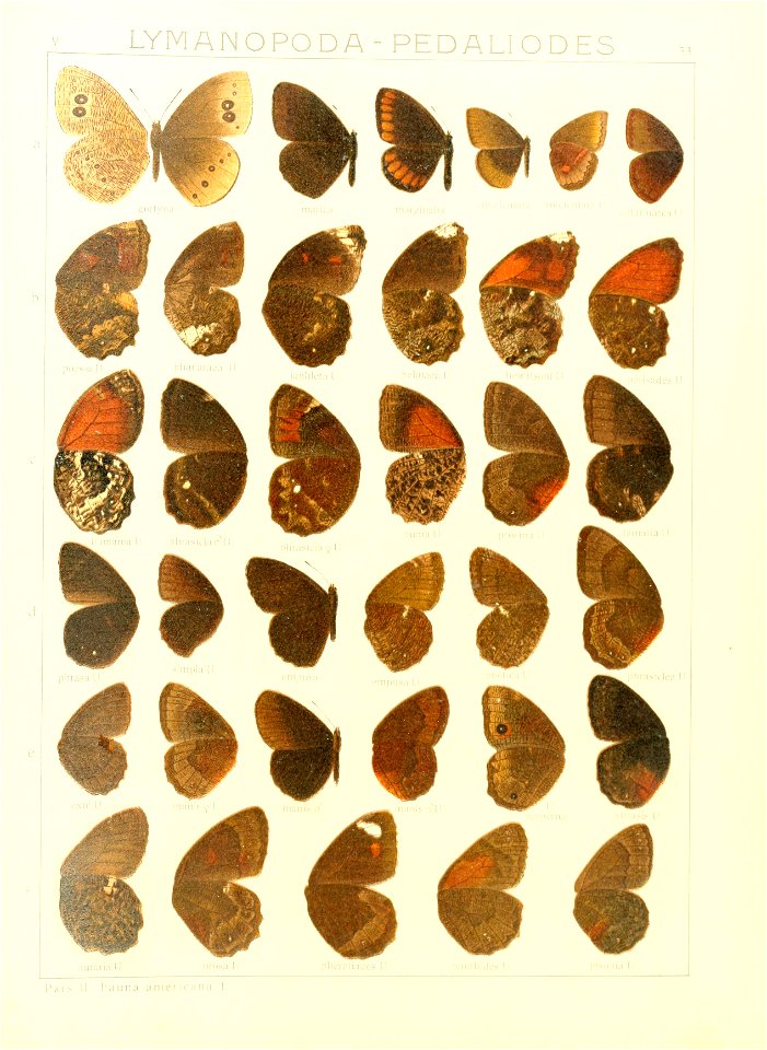 Macrolepidoptera15seit 0115