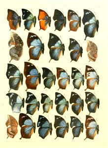 Macrolepidoptera15seit 0259