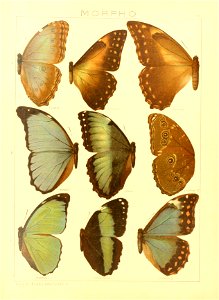 Macrolepidoptera15seit 0147