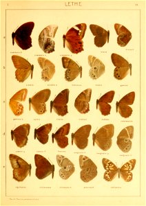 Macrolepidoptera01seitz 0069