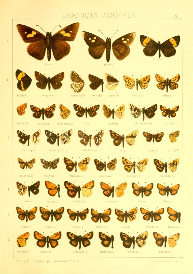 Macrolepidoptera01seitz 0181