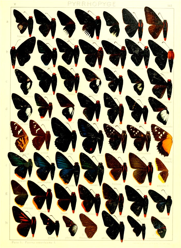 Macrolepidoptera15seit 0351