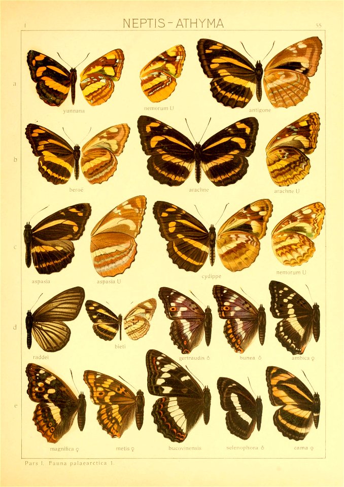 Macrolepidoptera01seitz 0117