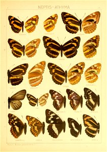 Macrolepidoptera01seitz 0117