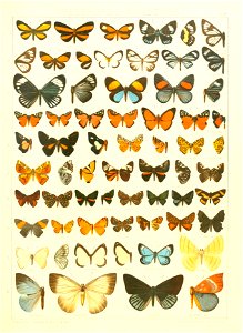 Macrolepidoptera15seit 0283