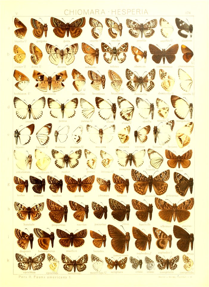 Macrolepidoptera15seit 0383