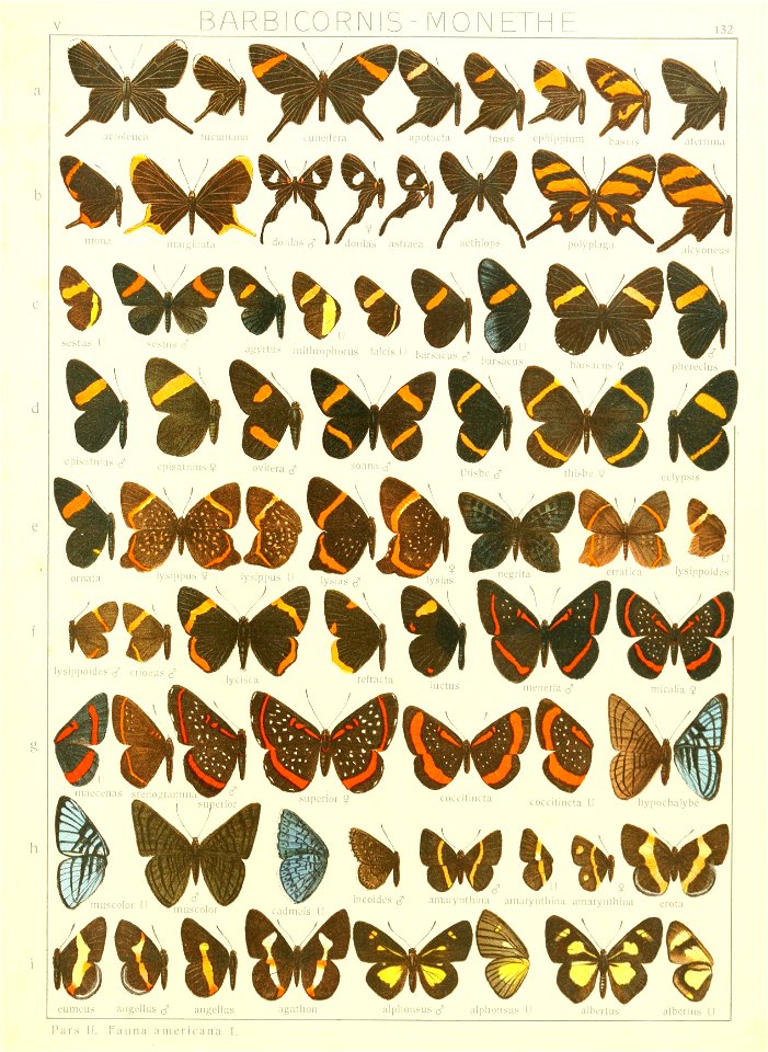 Macrolepidoptera15seit 0291
