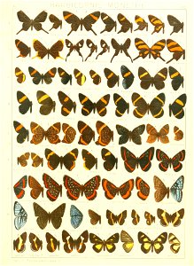 Macrolepidoptera15seit 0291