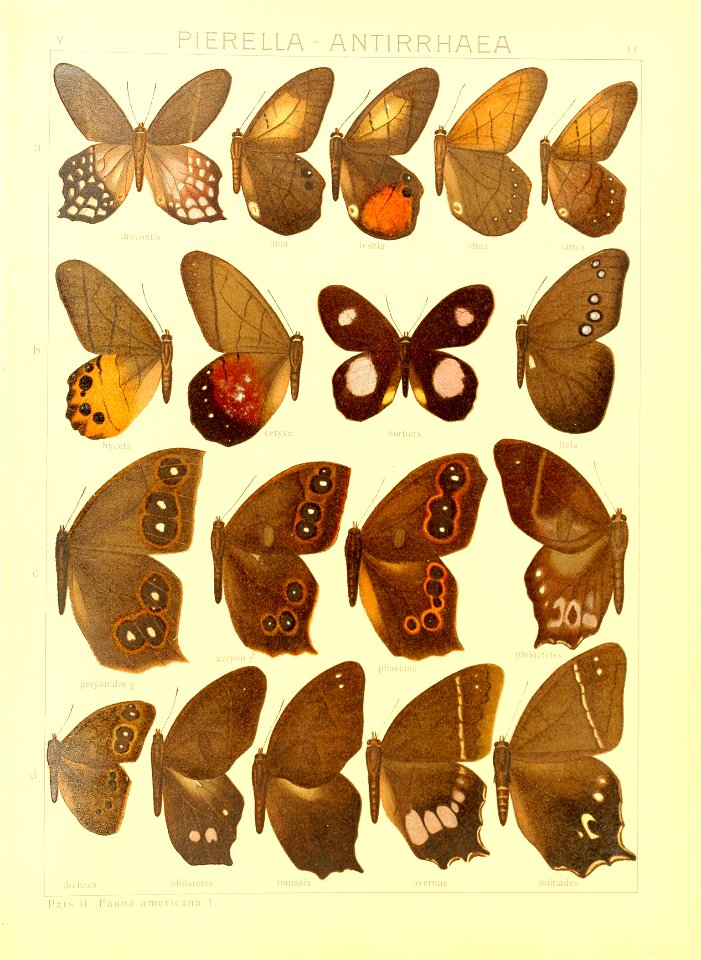 Macrolepidoptera15seit 0095