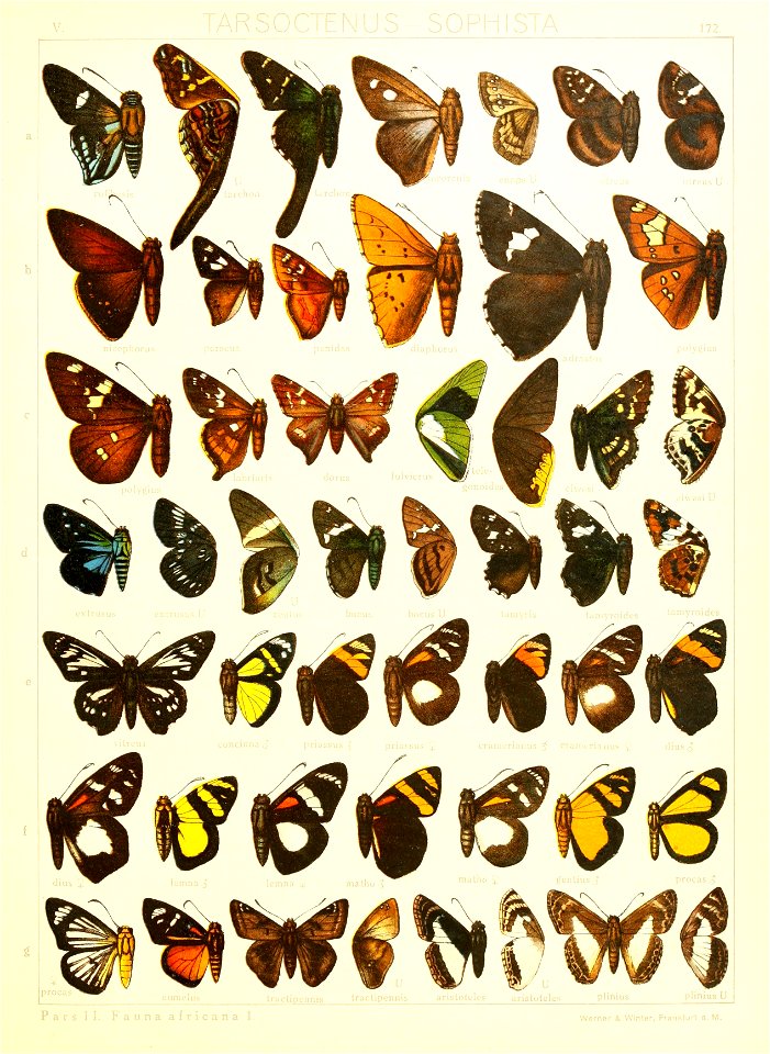 Macrolepidoptera15seit 0371