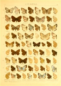 Macrolepidoptera01seitz 0169