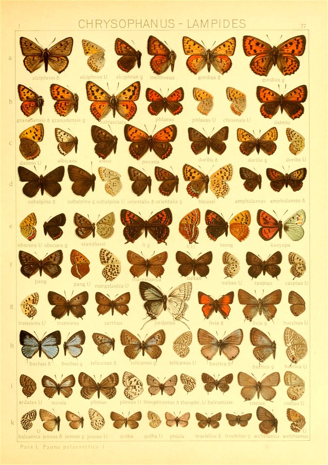 Macrolepidoptera01seitz 0161