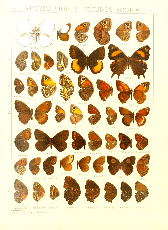 Macrolepidoptera15seit 0111