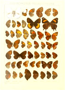 Macrolepidoptera15seit 0111