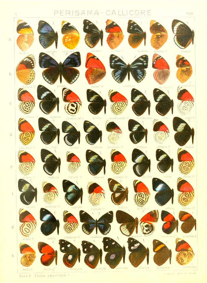 Macrolepidoptera15seit 0219