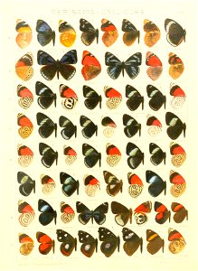 Macrolepidoptera15seit 0219