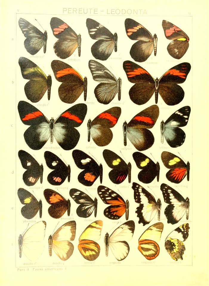 Macrolepidoptera15seit 0051