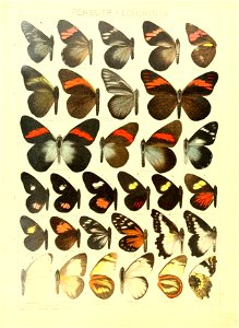 Macrolepidoptera15seit 0051