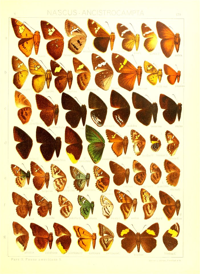 Macrolepidoptera15seit 0367