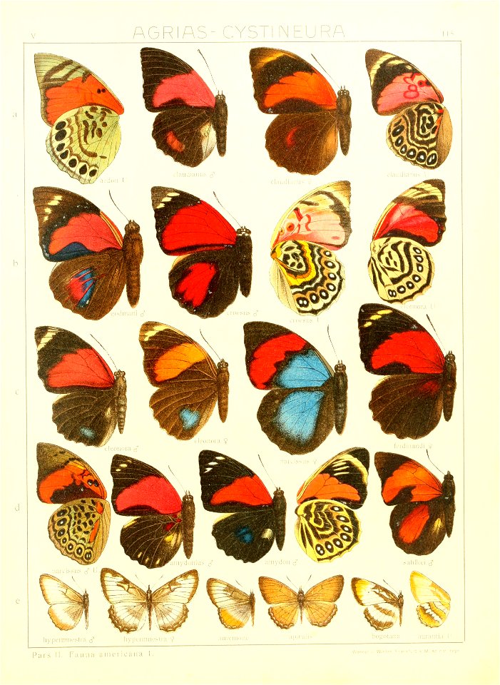 Macrolepidoptera15seit 0251