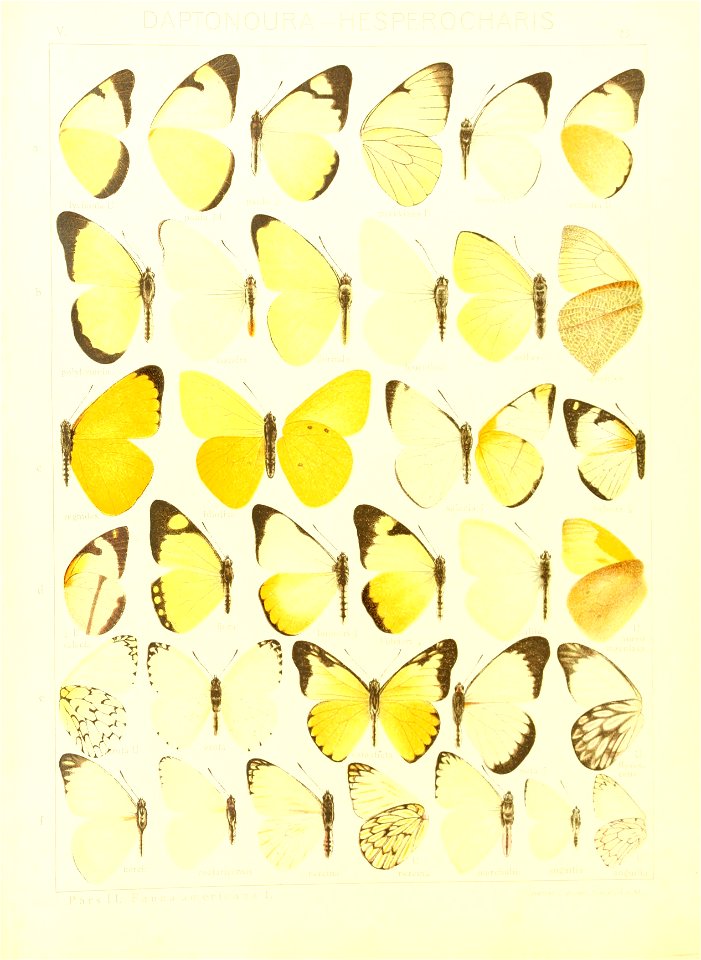 Macrolepidoptera15seit 0055
