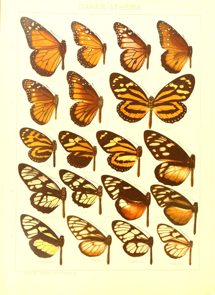 Macrolepidoptera15seit 0071