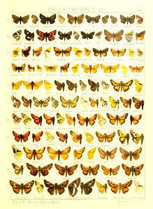 Macrolepidoptera15seit 0387