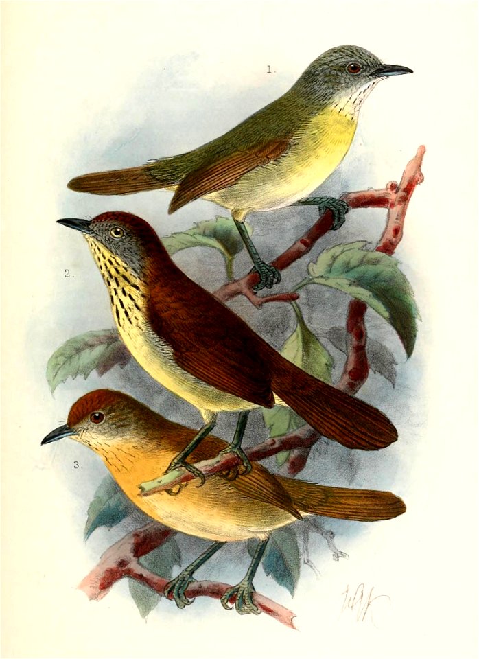 Macronus flavicollis prillwitzi, Macronus bornensis everetti & Macronus flavicollis flavicollis 1902