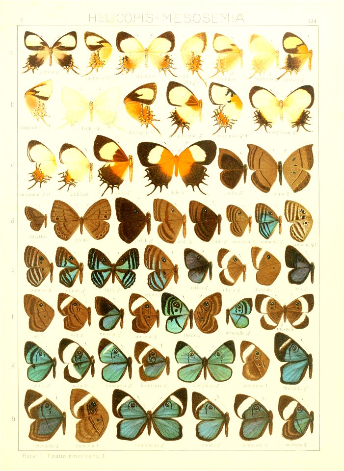 Macrolepidoptera15seit 0275