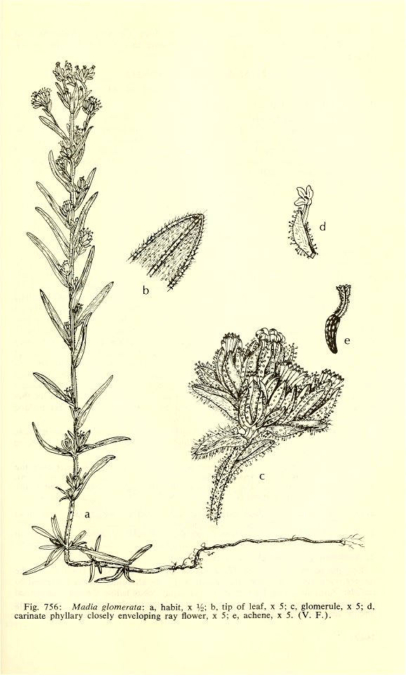 Madia glomerata
