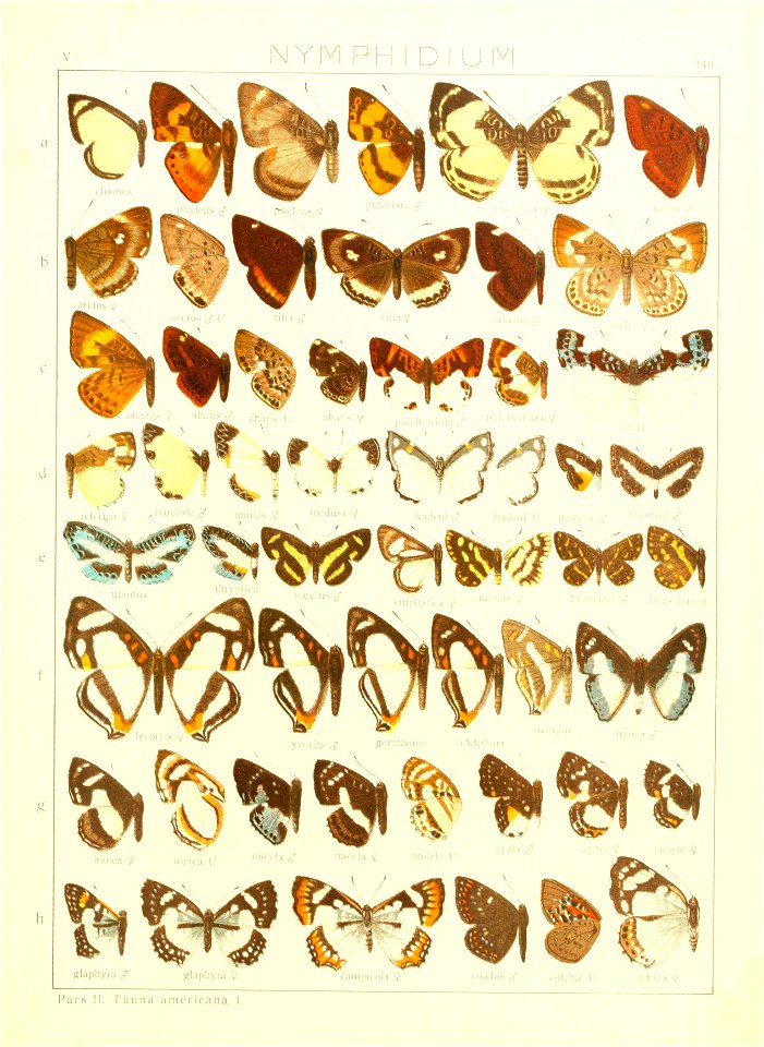 Macrolepidoptera15seit 0307