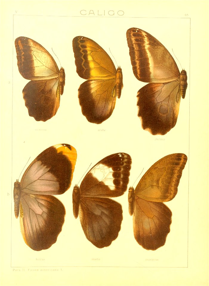 Macrolepidoptera15seit 0139