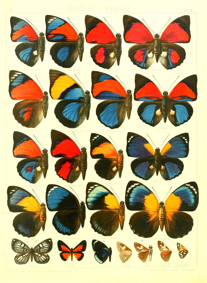 Macrolepidoptera15seit 0247