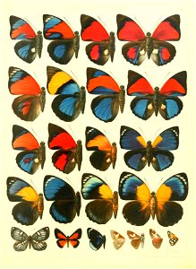 Macrolepidoptera15seit 0247
