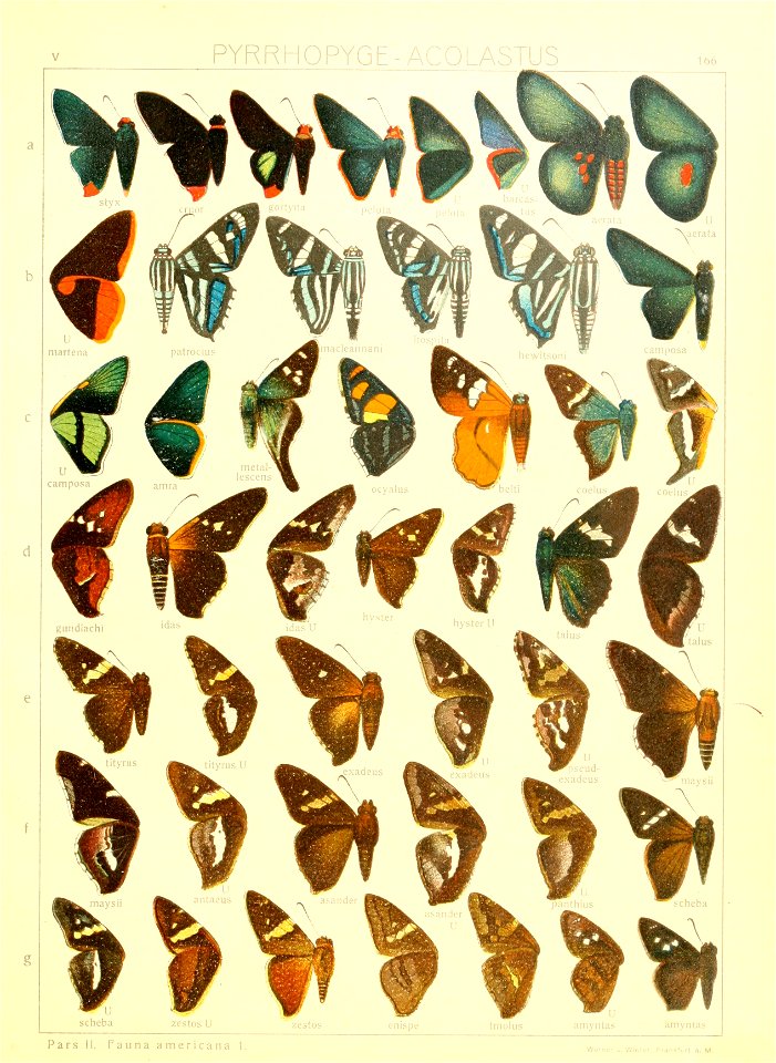 Macrolepidoptera15seit 0359