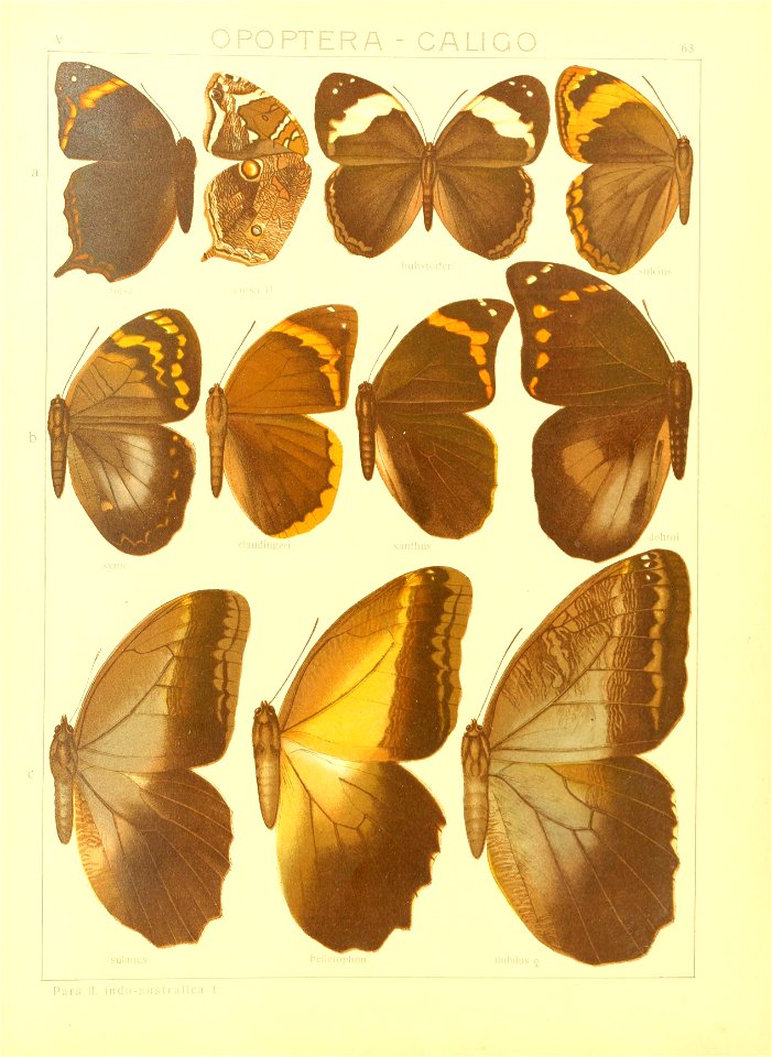 Macrolepidoptera15seit 0135