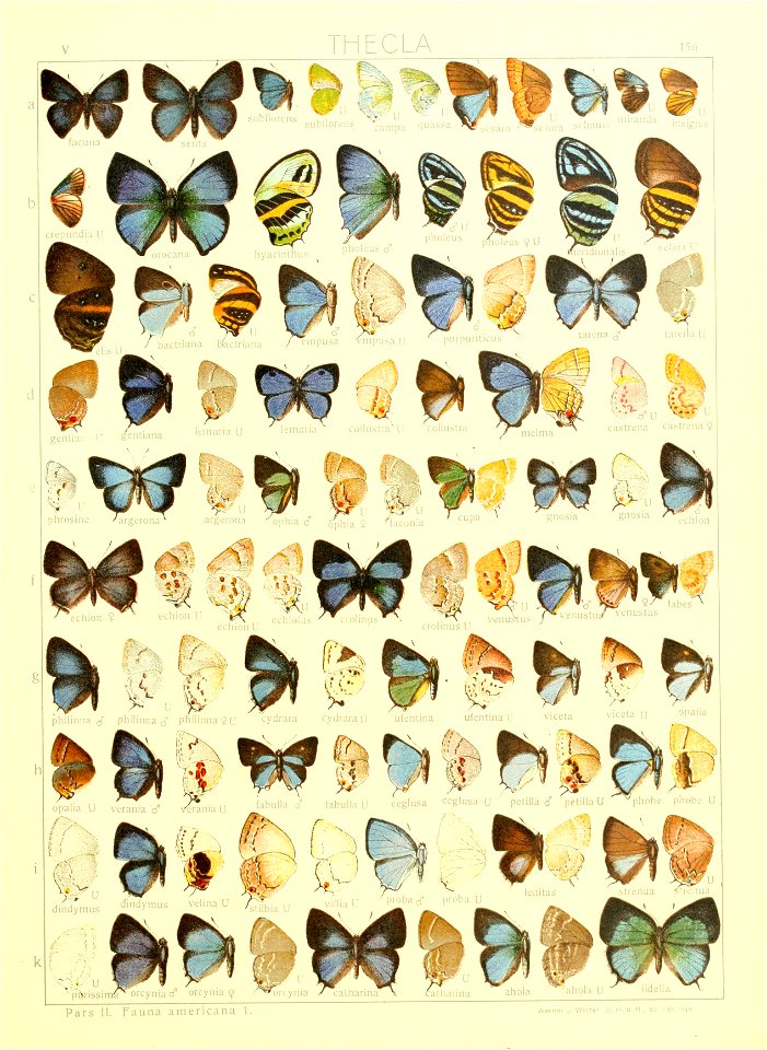 Macrolepidoptera15seit 0339