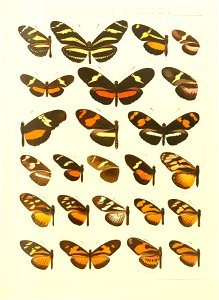 Macrolepidoptera15seit 0167