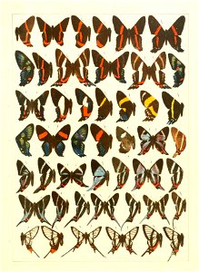 Macrolepidoptera15seit 0287