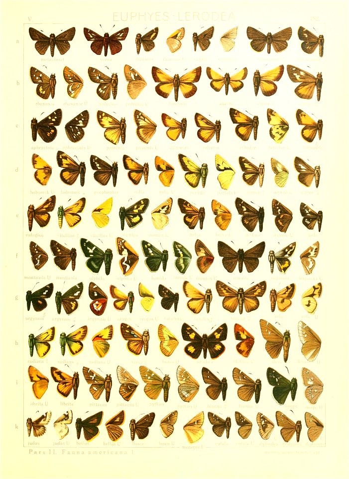 Macrolepidoptera15seit 0391