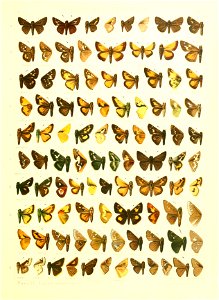 Macrolepidoptera15seit 0391